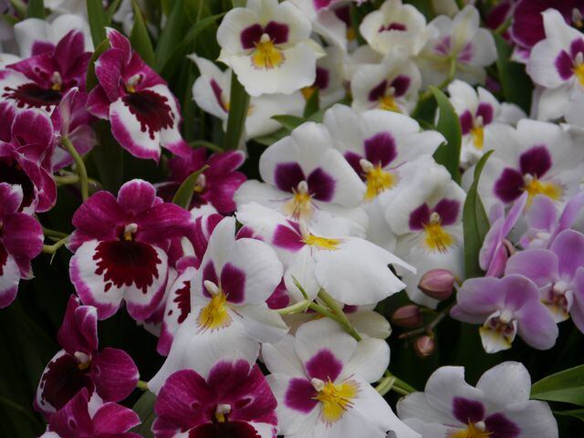 Orchid Daze
