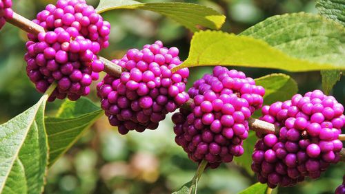 The magenta berries of the American beautyberry, one of Georgia’s most common wild shrubs, stand out in the woods and other wild places this time of year. The berries are nutritious food for more than 40 bird species. CHARLES SEABROOK
