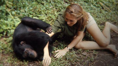 Jane Goodall appears in a frame from “Jane.” Contributed by TIFF