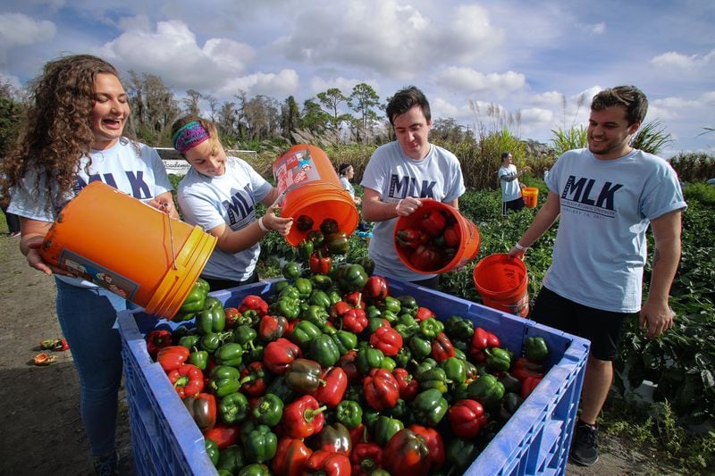 (l-r) Palm Beach Atlantic University students Anastasia Keating, Maren Brander, Ryan Dougherty, and Cameron Schott pour out buckets of green peppers they helped to glean during PBAU’s annual Martin Luther King Day gleaning Monday, January 16, 2017 on a Bedner Farms Green Pepper field. Damon Higgins / The Palm Beach Post