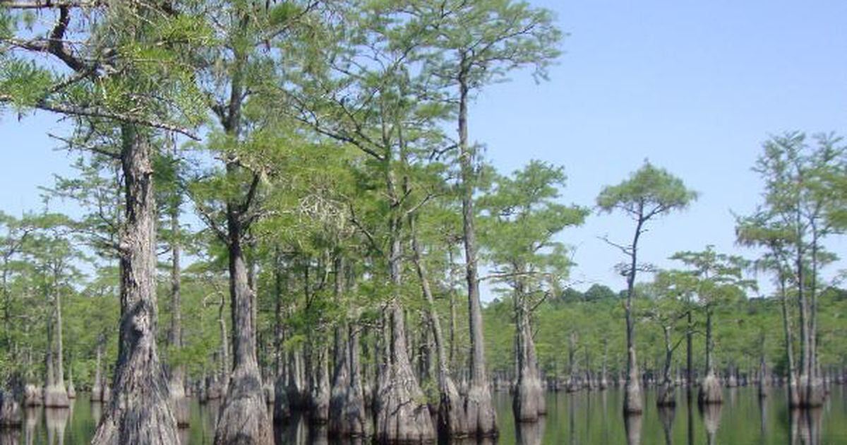 Georgia textile plant with history of pollution violations will shut down