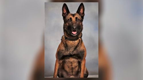 Indi, a DeKalb County police dog, was in stable condition Friday after being shot.