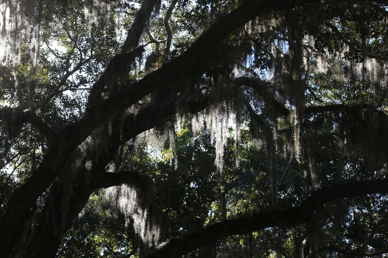 Sunlight shines through the Spanish moss covered limbs at Wormsloe State Historic Site.