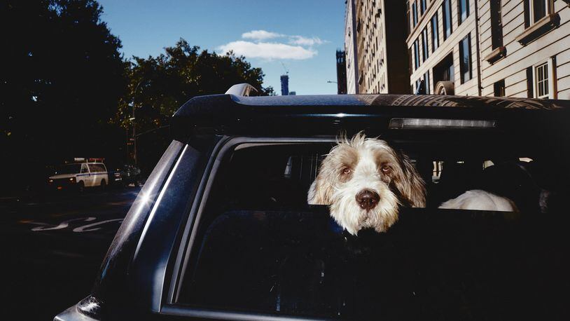 A proposal in Georgia would protect someone from being sued if he or she damages a car in order to rescue a pet that’s in distress from the heat. (Andrew White/The New York Times)