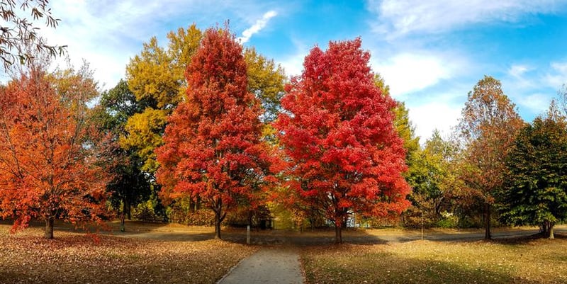 Piedmont Park offers stunning views in the fall. Photo: Courtesy of Piedmont Park Conservancy