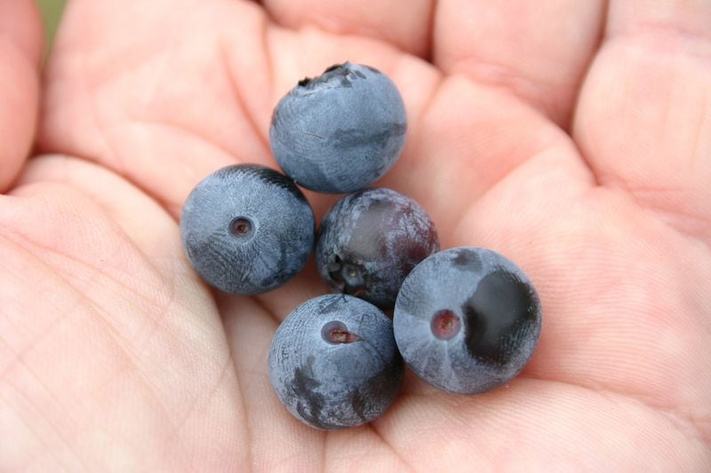 A file photo shows blueberries, which have grown to become Georgia's most valuable fruit crop. (AJC archive photo)