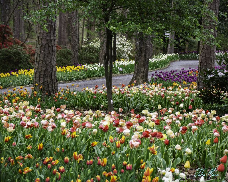 Garvan Woodland Gardens in Hot Springs, Arkansas, hosts an annual Tulip Extravaganza.
Courtesy of Garvan Woodland Gardens.