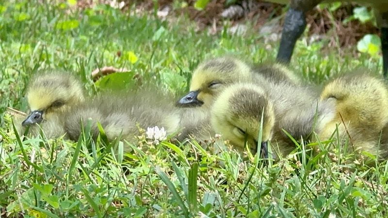 The "Miller" family of goslings hatched in the parking lot of the Georgia Student Finance Commission on Mother's Day. (Courtesy photo)
