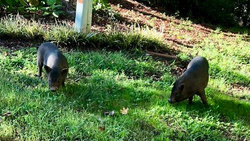 Realtor Linda Lloyd took a photo of two runaway pigs.