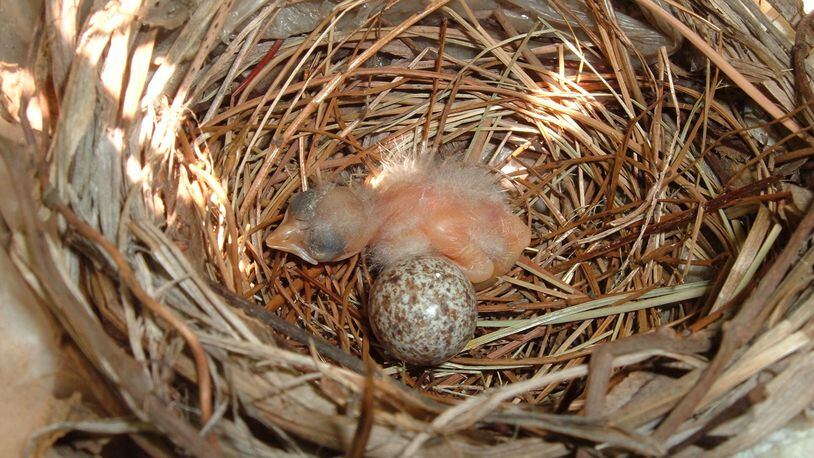 A newborn cardinal hatchling lies next to an unhatched egg in a nest. The scene is similar to one this week in an Atlanta yard where a cracked egg with an emerging hatchling was returned to its nest after it had fallen to the ground. PASONS1/CREATIVE COMMONS