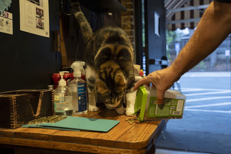 Archer, a 4-year-old neighborhood cat who haunts Poncey-Highland, has become a regular at Manuel's Tavern since showing up at the bar about 18 months ago. Photos by Olivia Bowdoin for the AJC