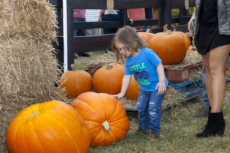 Find just-the-right sized pumpkins, from mini to maxis, at Buford Corn Maze.
(Courtesy of Morton, Vardeman & Carlson)