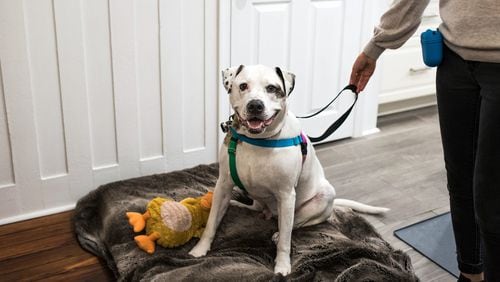 Bentley, the PSCPA’s longest current resident, finally has a new place to call home, thanks to a loving couple in Graduate Hospital. (Grace Dickinson/The Philadelphia Inquirer/TNS)