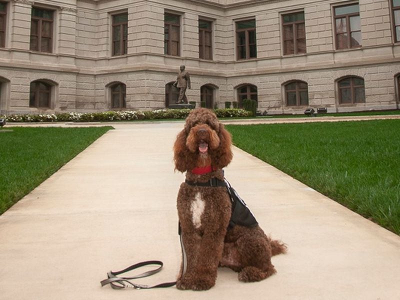 Bailey visited the Capitol as a part of AT&T's animal-assisted therapy program. (Courtesy photo)