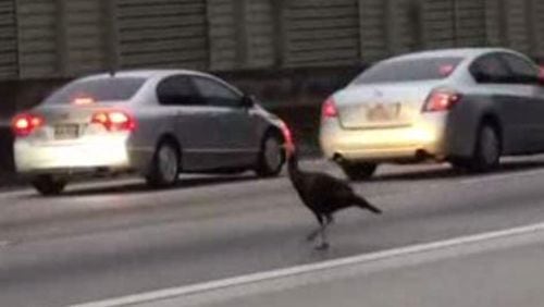 A wild turkey was spotted on Ga. 400 on Friday morning.