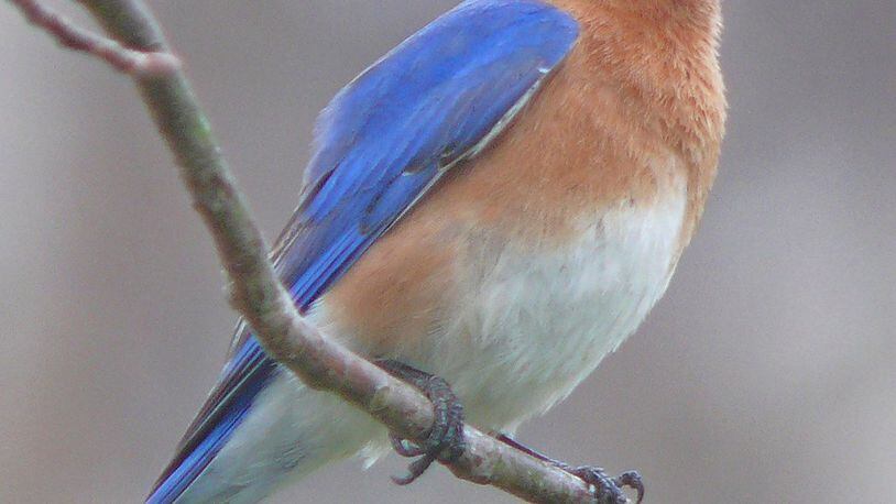 Next to the ruby-throated hummingbird, the Eastern bluebird is probably the favorite bird among Georgians. February is bluebird month, when the birds start checking out nesting sites commencing their breeding season. CONTRIBUTED BY KEN TOMAS/WIKIPEDIA COMMONS