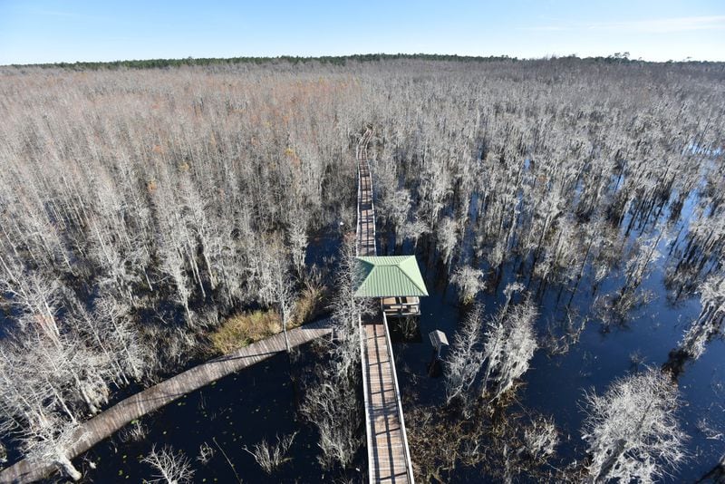 View of the Grand Bay Swamp, a protected wildlife refuge just south of Moody Air Force Base. Groundwater testing at Moody revealed extensive contamination from a special firefighting foam. HYOSUB SHIN / HSHIN@AJC.COM