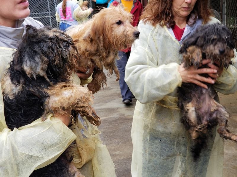 These are some of the 715 dogs recovered from a breeding operation in Berrien County in early March. The dogs, matted, and covered with feces, had been packed into wire cages for most of their lives. CONTRIBUTED: ATLANTA HUMANE SOCIETY