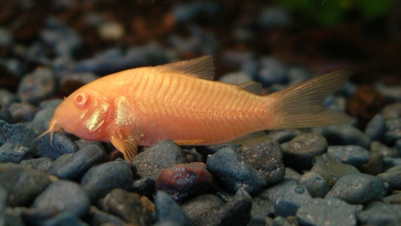 Albino catfish