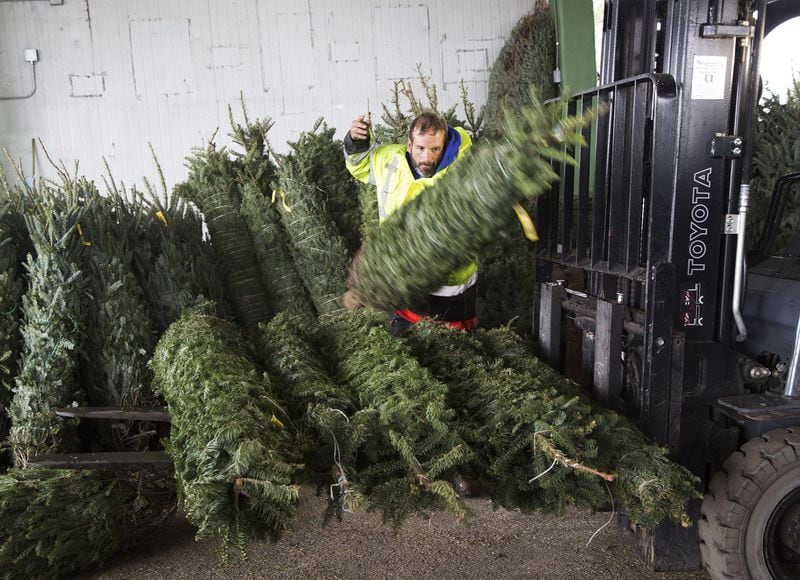 Tad Majors loads Christmas trees on to a forklift at the Atlanta State Farmer’s Market in Forest Park. The facility covers 155 acres with dozens of wholesale operators who sell a variety of items, including produce, Christmas trees and sod. (Photo by Phil Skinner)