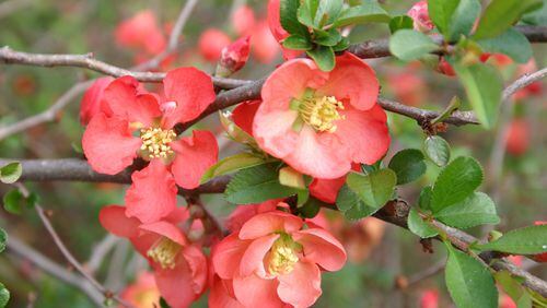 Many of our favorite garden plants, like flowering quince, originated in Asia. CONTRIBUTED BY WALTER REEVES