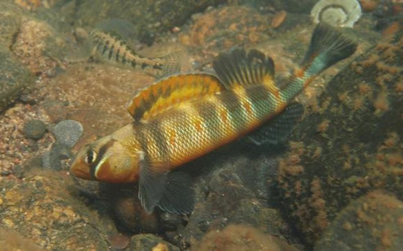 Gilt darters are among the many species of fish that can be found in the Conasauga River. Darters and minnows are easy to see in shallow waters. U.S. Forest Service