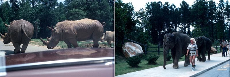 Left: Rhinos mingle with cars. Right: The animals are led on a parade through the park. (Photos courtesy of Buddy Medbery)