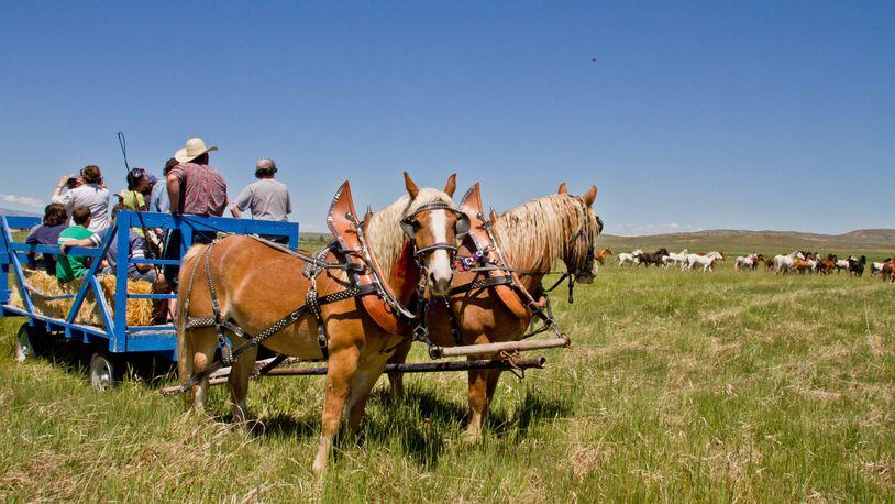 Tour a 900-acre cattle ranch and observe the wild mustangs at the Wind River Wild Horse Sanctuary in Lander, Wyo. CONTRIBUTED BY WIND RIVER WILD HORSE SANCTUARY