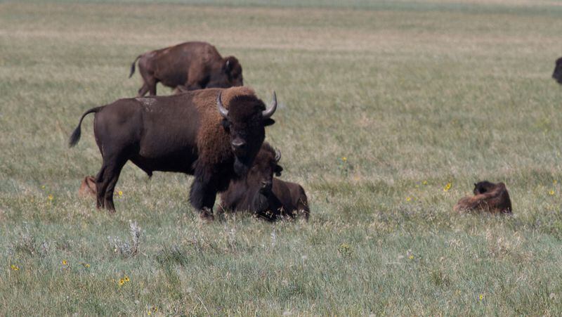 American bison graze with their young near Antelope Creek. Recovering wild bison herds to their native habitat is a key initiative of the American Prairie Reserve. (Andrew Evans/Chicago Tribune/TNS)