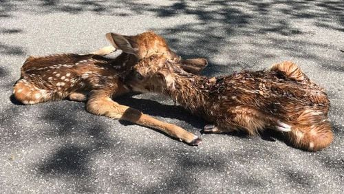 Two newborn twin fawns took a spill down a slick rock and were rescued by a Kennesaw Mountain National Battlefield Park volunteer.