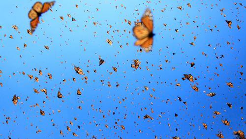 The mysterious migration of monarch butterflies is the subject of "Flight of the Butterflies," a film returning to the Fernbank Museum of Natural History.