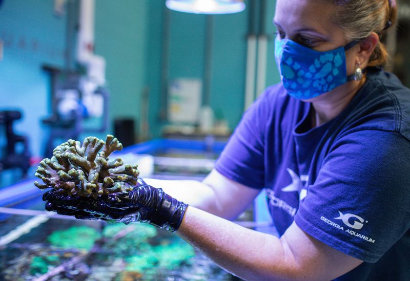 A staff member works with the coral at the Georgia Aquarium. CONTRIBUTED: GEORGIA AQUARIUM