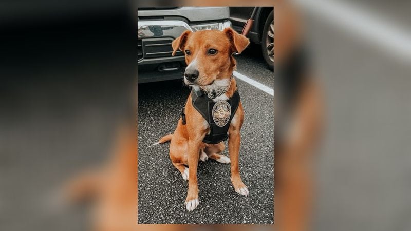 A new police canine at the Alpharetta Department of Public Safety will not be chasing suspects or sniffing out drugs for the K-9 Unit. Instead, police will bring Scout, a one-year-old beagle mix, to interviews to calm traumatized victims and witnesses of crimes. Courtesy Alpharetta Department of Public Safety