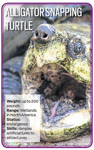 Zoo Atlanta's new reptiles