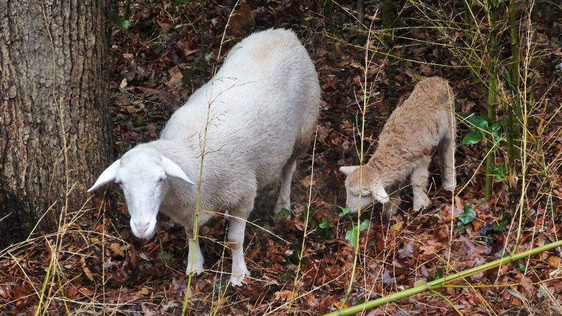 An ewe and her lamb munch on invasive bamboo and English ivy in the backyard woods of Charles Seabrook in north DeKalb County. They are part of a flock of sheep whose temporary grazing clears the woods of unwanted vegetation to make way for native species. (Charles Seabrook for The Atlanta Journal-Constitution)
