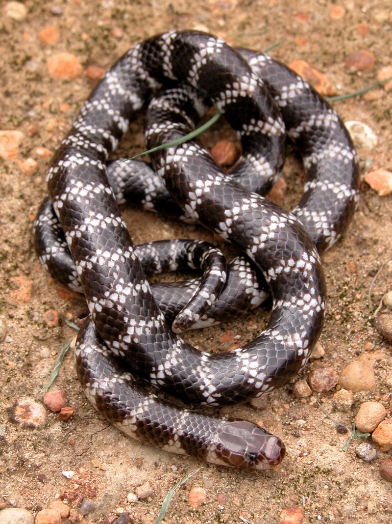 A new species of bandy-bandy venomous snake has been discovered in Australia by researchers with the University of Queensland.