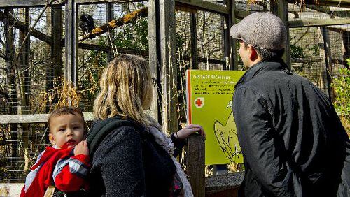 Visitors check out a turkey vulture at the Chattahoochee Nature Center. JONATHAN PHILLIPS / SPECIAL