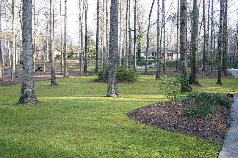 Moss needs only clay soil, shade, and occasional watering to grow well. PHOTO CREDIT: Walter Reeves