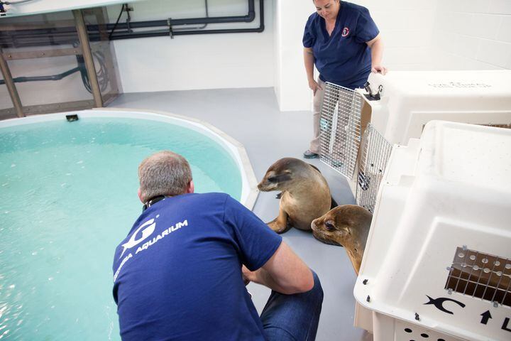 Georgia Aquarium gets new sea lions