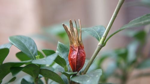 Colorful gardenia seed pods are distinct from the darker green foliage. WALTER REEVES