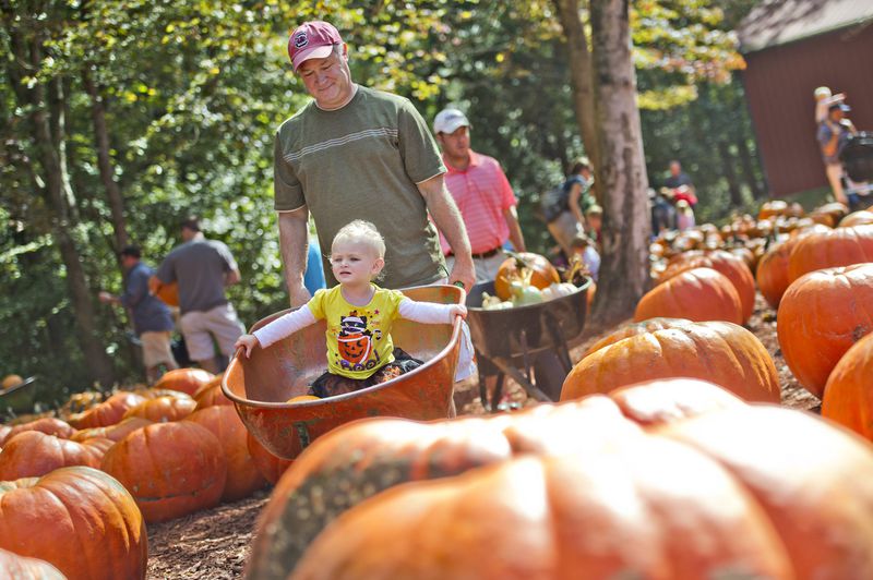 Jerry Broome (center) pushes his granddaughter Callie Embrick in a wheelbarrow as they search for the perfect pumpkin at Burt’s Pumpkin Farm in Dawsonville. JONATHAN PHILLIPS / SPECIAL