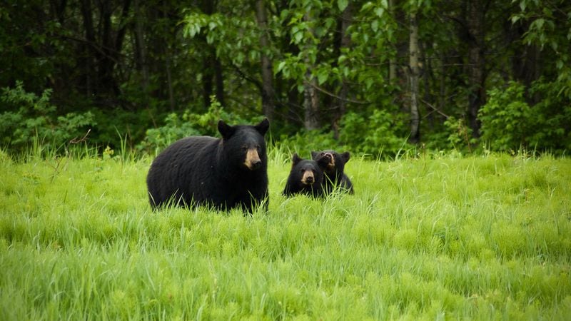 Benjamin Myers and Marlise Kast-Myers took a motorcycle road trip to Alaska. On day ten, they arived at Fort St. John, British Columbia, where they spotted nine bears. (Benjamin Myers)