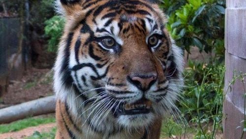 Sparky, a Sumatran tiger at Zoo Atlanta, is 15, just one year younger than his mate Chelsea. The two represent two of the last remaining Sumatran tigers in existence, and Zoo Atlanta hopes that they will mate some time in the future. CONTRIBUTED: ZOO ATLANTA