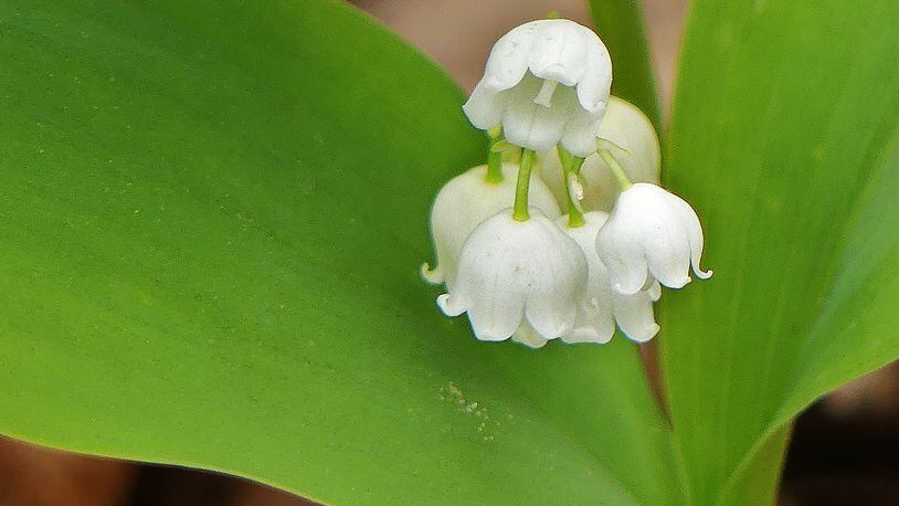 The lily of the valley (shown here) was one of numerous blooming wildflowers seen last weekend during a "roadside botany" trip along Coopers Gap Road in the Chattahoochee National Forest near Dahlonega. (Charles Seabrook for The Atlanta Journal-Constitution)