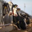 Holstein dairy cows are shown outside of Muleshoe, Texas, on Jan. 4, 2016. A highly transmissible form of avian influenza, or bird flu, has been confirmed in U.S. cattle in several states, according to the U.S. Department of Agriculture. (Allison Terry/The New York Times)