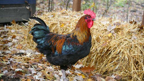 A pet-sitter filed suit against the Roswell owners of a rooster who attacked her. This is a stock image, not the alleged attack rooster.