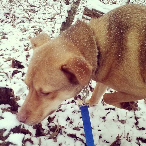 Finn's first #snow and he loves it. #dogs -- @thetorontokid