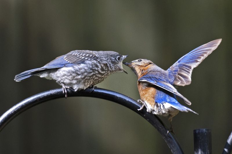 Cathy Harman of Roswell took this picture May 12, 2020 through the window looking at her backyard bird feeder.  "It’s a male bluebird feeding its baby.  Such a fun sight to see in the spring!" she wrote.