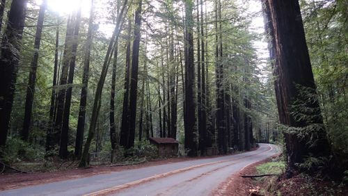 A giant redwood forest along Lucas Valley Road in Marin County, California. A husband and wife traveling along a Northern California highway last week were killed when a giant redwood tree fell and smashed their car — a tragedy that has left five children orphaned.