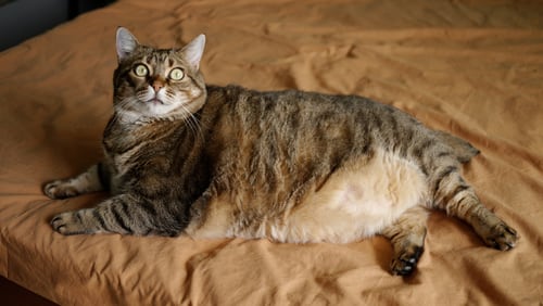 Overweight cat on a bed.